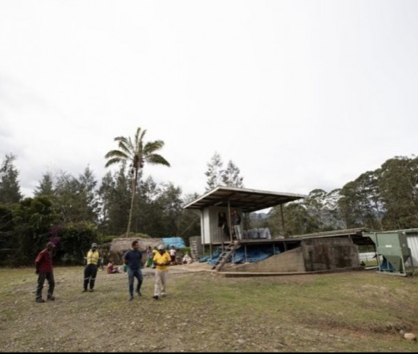 Papau Yeni Gine Plantation Amuliba Organik