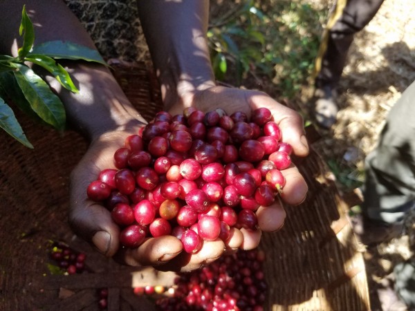Etiyopya Yirgacheffe Kochere GR1