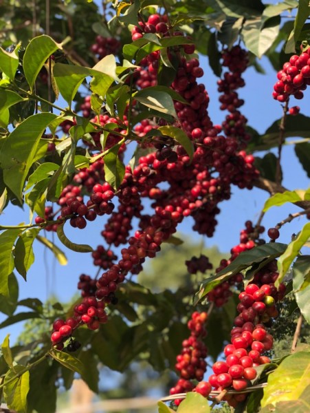 Etiyopya Yirgacheffe Kochere GR1