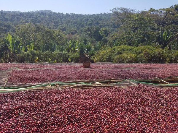 Etiyopya Yirgacheffe Kochere GR1