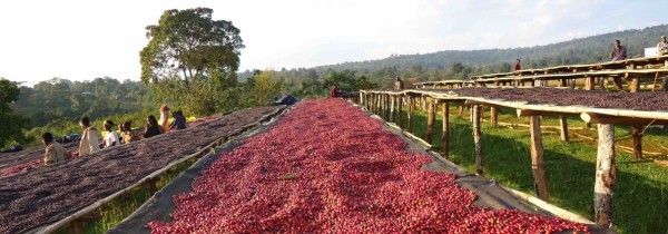 Etiyopya Yirgacheffe Kochere GR1