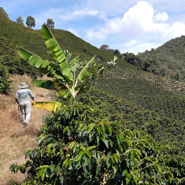 Kolombiya Finca La Secreta Organik