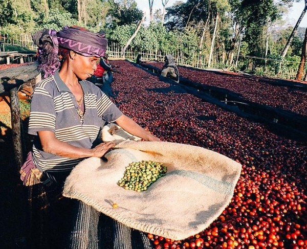 Etiyopya Sidamo Bora GR4