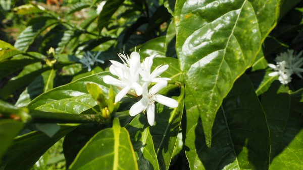 Etiyopya Sidamo Bora GR4