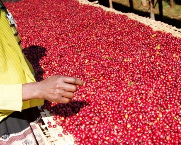 Etiyopya Sidamo Bora GR4