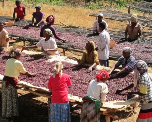 Etiyopya Sidamo Bora GR4