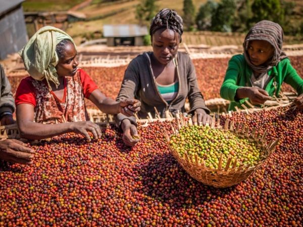 Etiyopya Yirgacheffe GR2