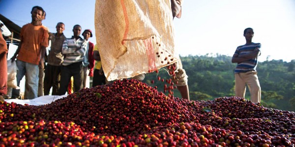 Etiyopya Yirgacheffe GR2