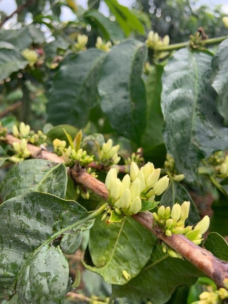 Kenya Nyeri AB