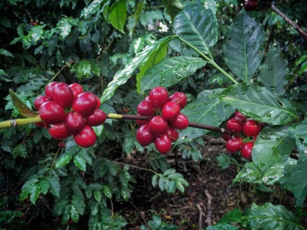 Peru Rossa HG G1 Organic