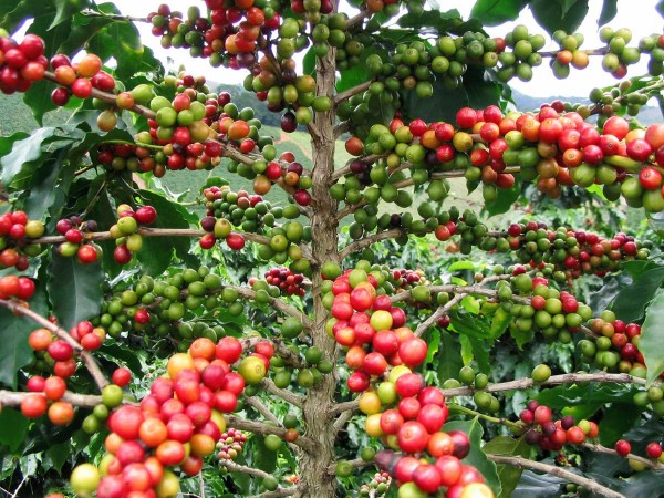 Peru Rossa HG G1 Organic