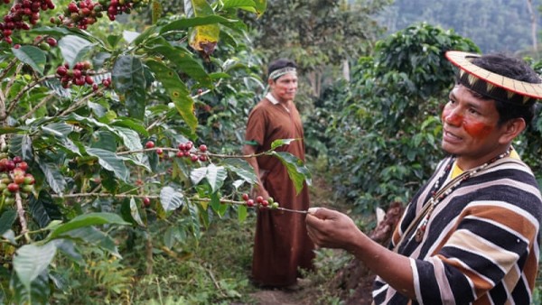 Peru Rossa HG G1 Organic