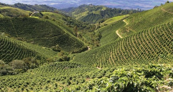 Peru Rossa HG G1 Organic