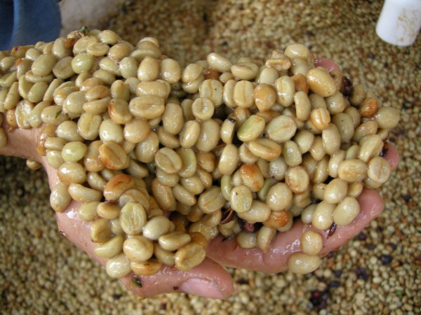 Peru Rossa HG G1 Organic