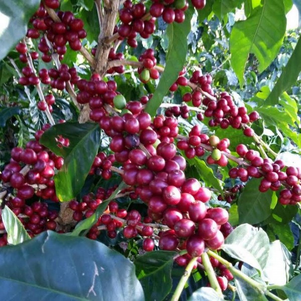Guatemala San Victor