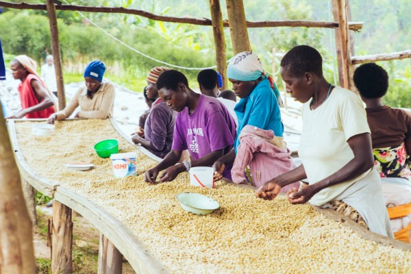 Ruanda Abakundakawa Rushashi Organik