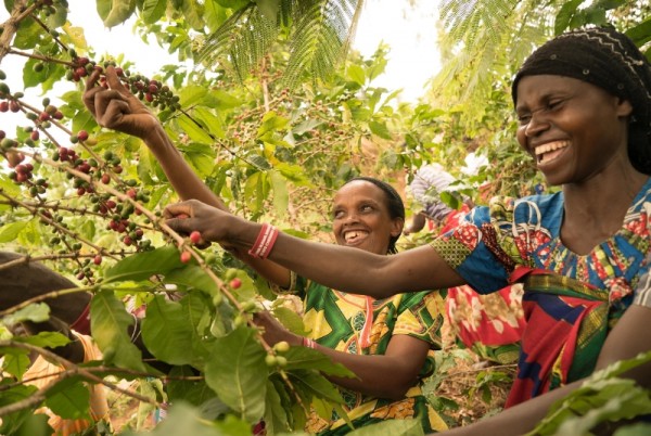 Ruanda Abakundakawa Rushashi Organik