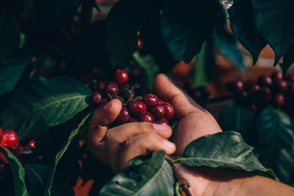 Meksika La Belleza Organic Arabica HG KAFEİNSİZ Decaf Water Process