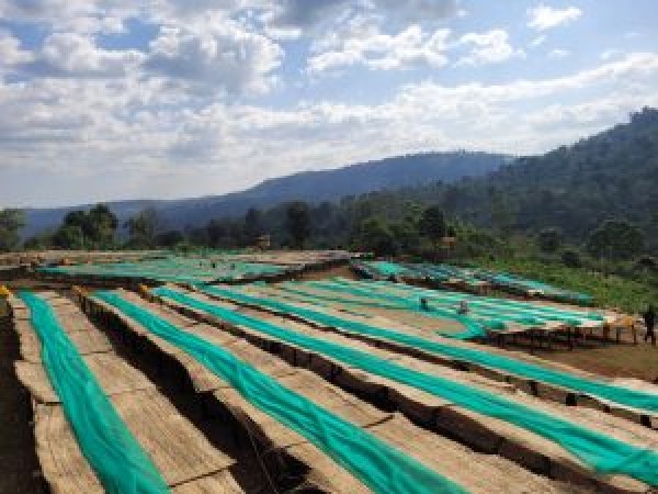 Etiyopya Guji FW Raro Carbonic Maceration G1