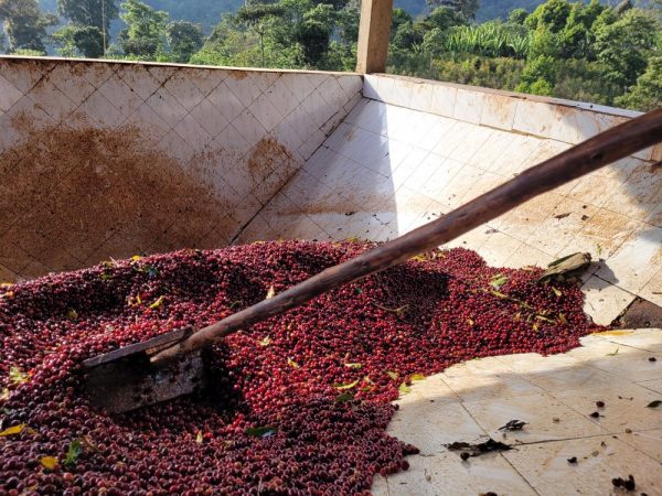 Etiyopya Guji FW Raro Carbonic Maceration G1
