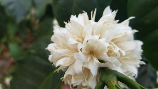 El Salvador Las Llantas Sarchimor Anaerobic Natural