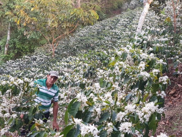 El Salvador Las Llantas Sarchimor Anaerobic Natural