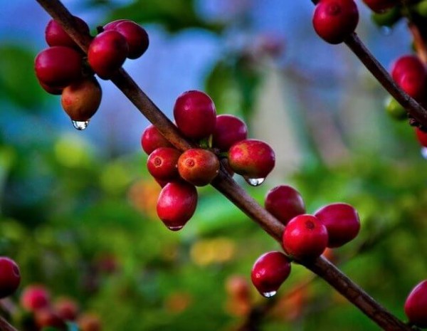 El Salvador Las Llantas Sarchimor Anaerobic Natural