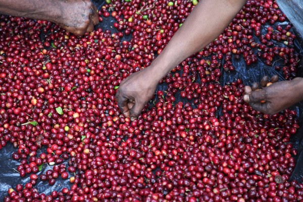 El Salvador Holanda Natural Anaerobic
