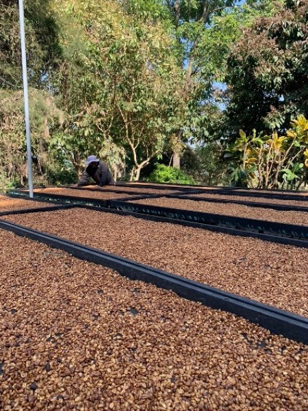 El Salvador La Esperanza Honey
