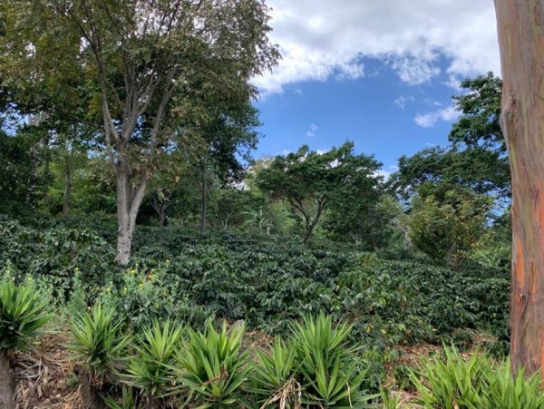El Salvador La Esperanza Honey
