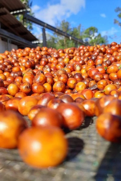 El Salvador La Esperanza Honey