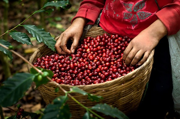 El Salvador San Gabriel Honey Double Fermentation