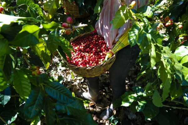 El Salvador San Gabriel Honey Double Fermentation