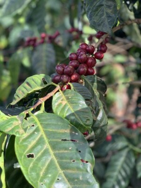 El Salvador Las Delicias Honey