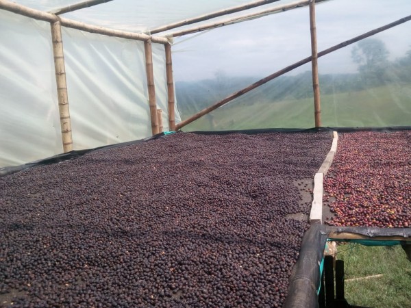 Kolombiya Finca Santa Barbara Anaerobic